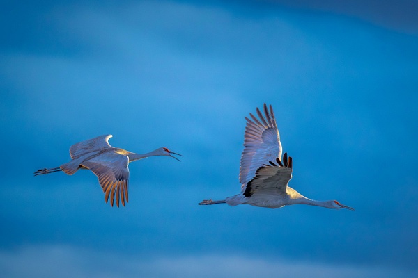 $$$/CRaw/Filter/Title/Denoise=Denoise - Birds - bradleybarnesphoto