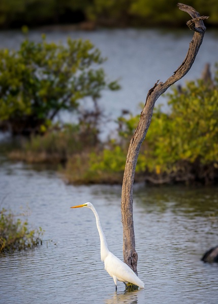 _R5_3006-2.jpg - Birds - bradleybarnesphoto
