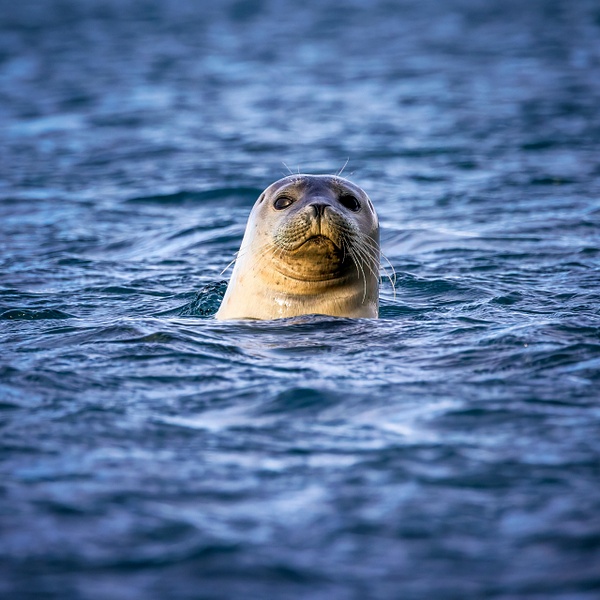 _R5_7128-Edit.jpg - Animals - bradleybarnesphoto