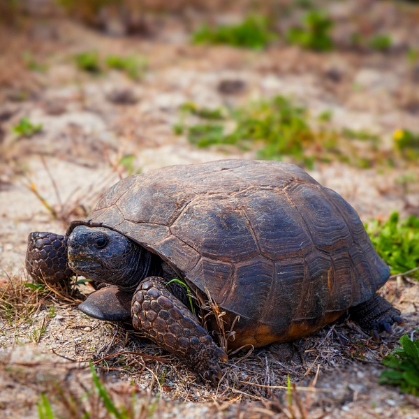 _R5_2976.jpg - Animals - bradleybarnesphoto