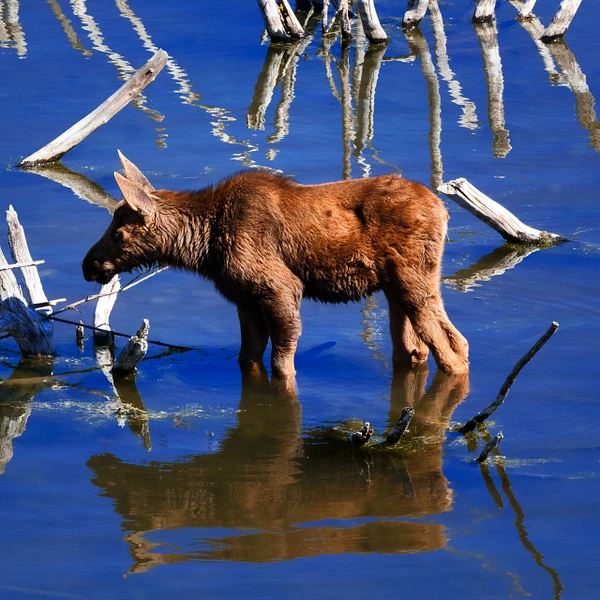 A young moose standing in shallow water among sticks, reflecting in the calm surface.