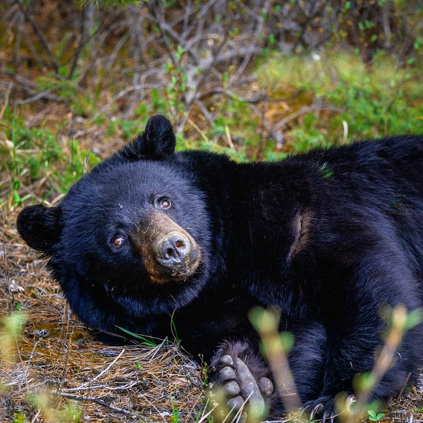 _5II2143-Edit.jpg - Animals - bradleybarnesphoto