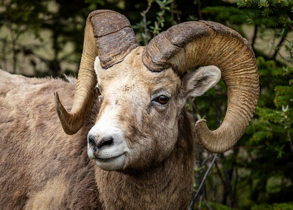 _5II9278.jpg - Animals - bradleybarnesphoto