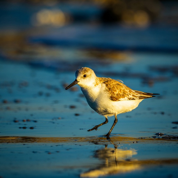 _5II5276-Edit.jpg - Birds - bradleybarnesphoto