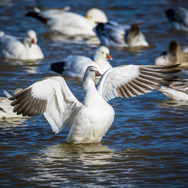 Snow goose with wings spread wide in calm water, surrounded by other birds.