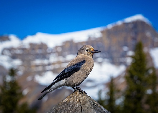 _5II1490.jpg - Birds - bradleybarnesphoto