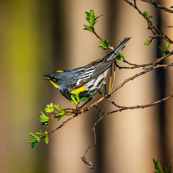 _5II1301-Enhanced-NR.jpg - Birds - bradleybarnesphoto