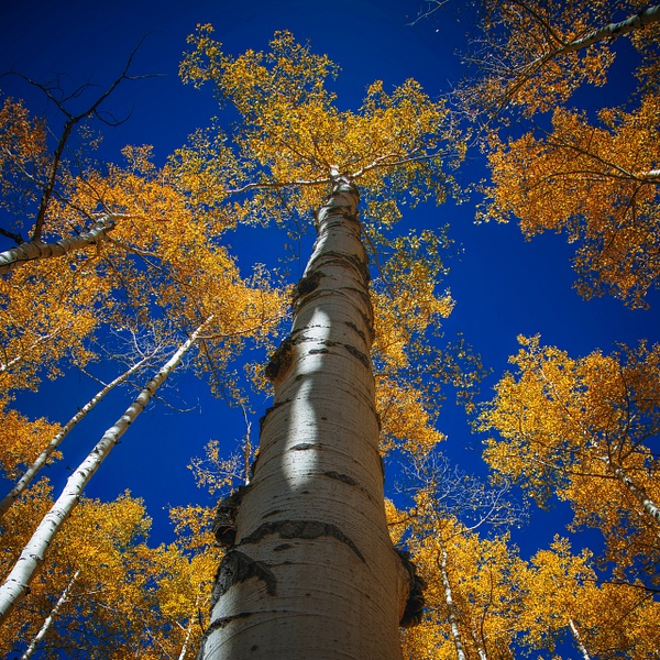 _R5_0305_LuminarNeo-edit.jpg - Colorado - bradleybarnesphoto