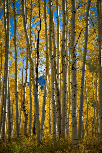 _R5_0215_LuminarNeo-edit.jpg - Colorado - bradleybarnesphoto