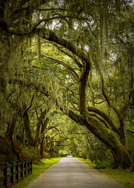 _5II3013-Edit.jpg - Low Country - bradleybarnesphoto