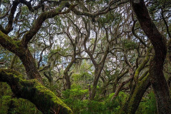 _5II4392.jpg - Low Country - bradleybarnesphoto