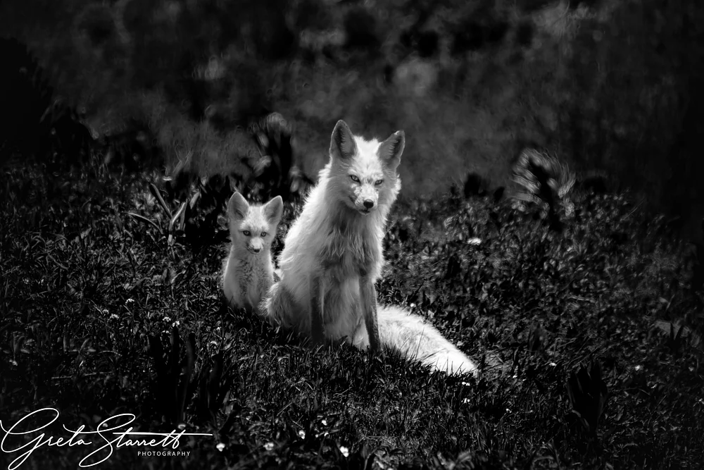 Endearing Arctic Foxes in Serene Wilderness