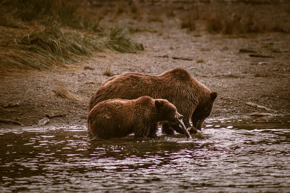 Alaska Two Brown Bears Enjoying Salmon