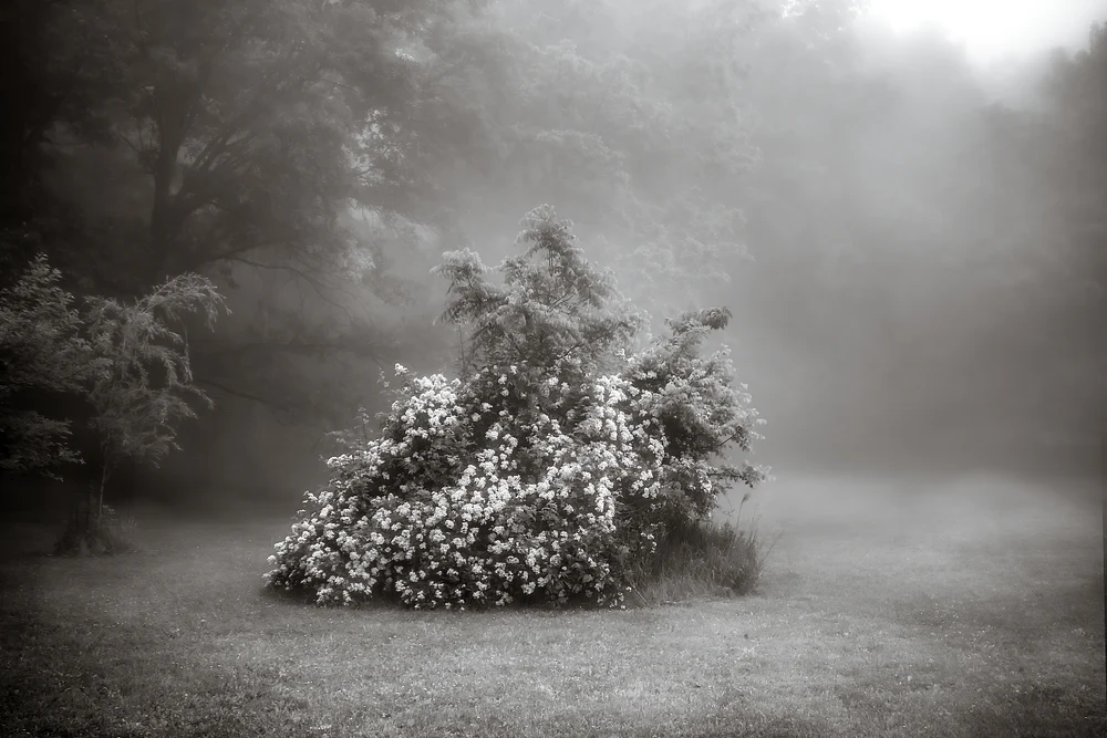 Flower in the FogFlowers in the Fog-topaz-sharpen-denoise