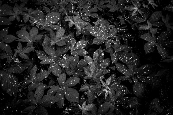 Stars and Plants - Nature - GretaStarrett