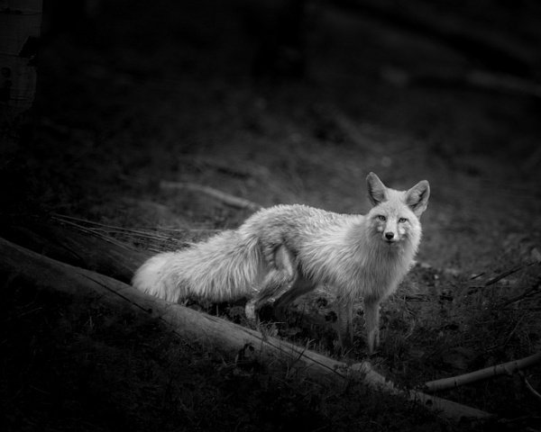 Colorado Fox-2 - Year of the Fox: A Series - GretaStarrett
