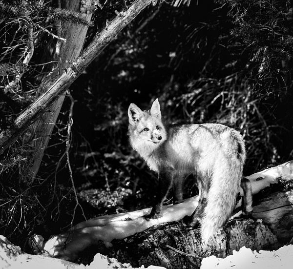Colorado Fox - Year of the Fox: A Series - GretaStarrett