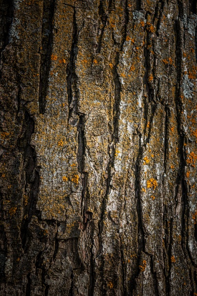 Orange Lichen Bark - Intimate Life of Trees - GretaStarrett