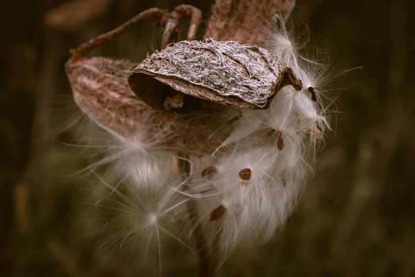 Milkweed Hat and Boa - Nature - GretaStarrett