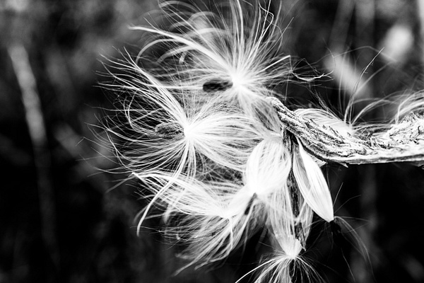 Wisps of Milkweed - Nature - GretaStarrett