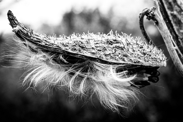 Milkweed's Hat - Nature - GretaStarrett
