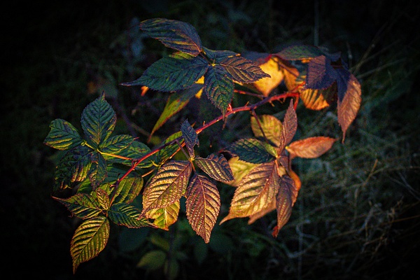 Metalic Rainbow Plant - Nature - GretaStarrett