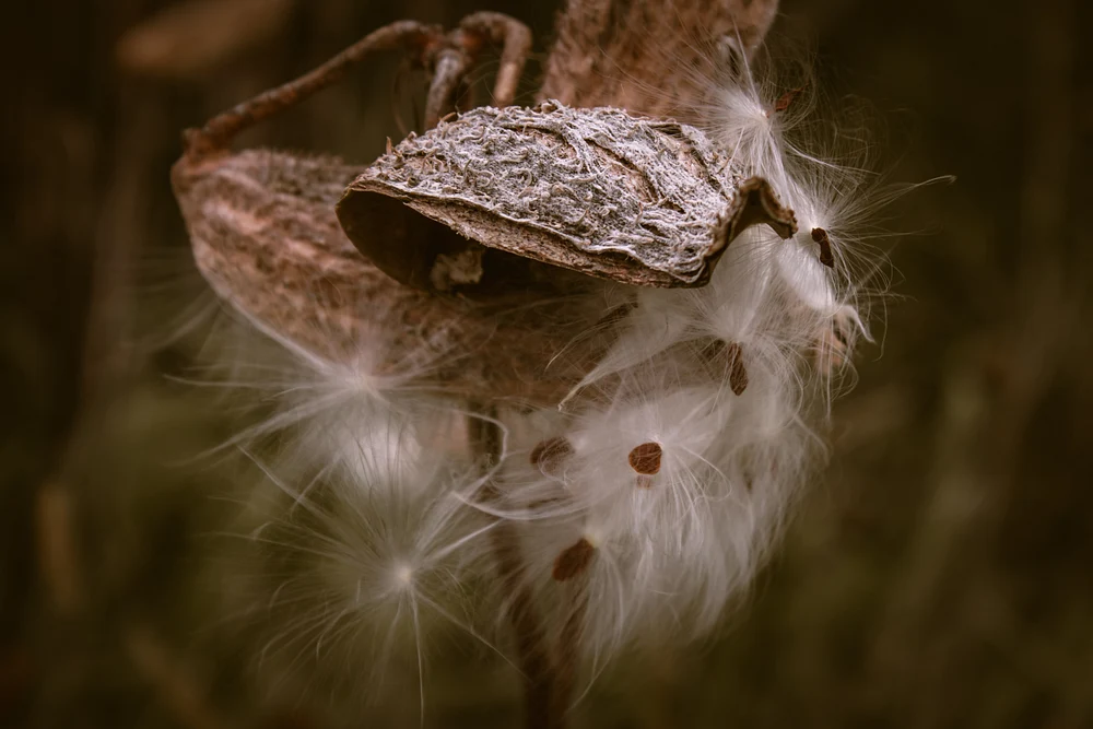 Milkweed Hat and Boa