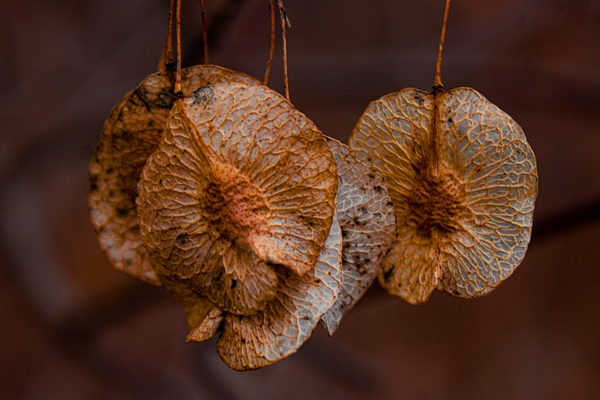 Samara Seed Pods of the Common Hoptree - Nature - GretaStarrett