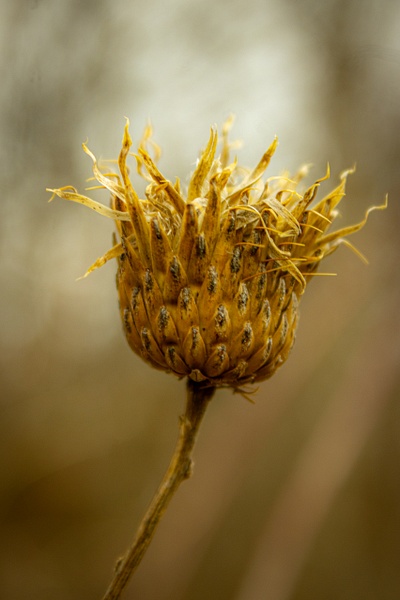 Dried Knapweed - Nature - GretaStarrett