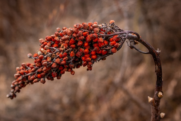 Dried Sumac - Nature - GretaStarrett