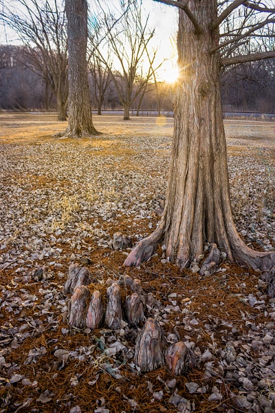 Bald Cyprus Tree - Intimate Life of Trees - GretaStarrett