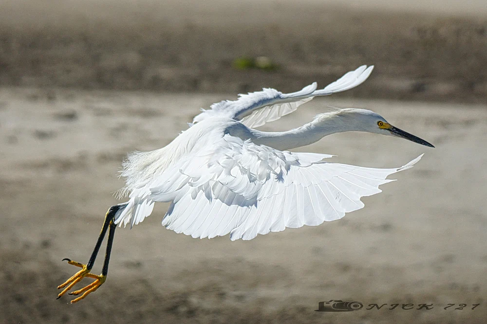 Egret logo