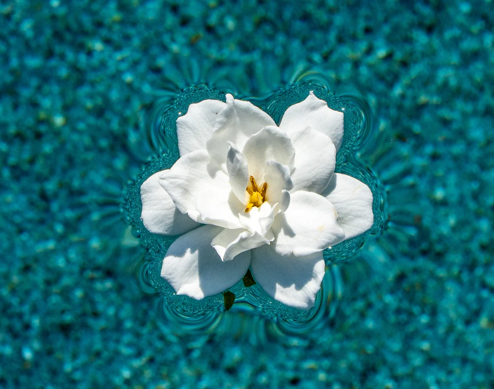 GardeniaPool4242026