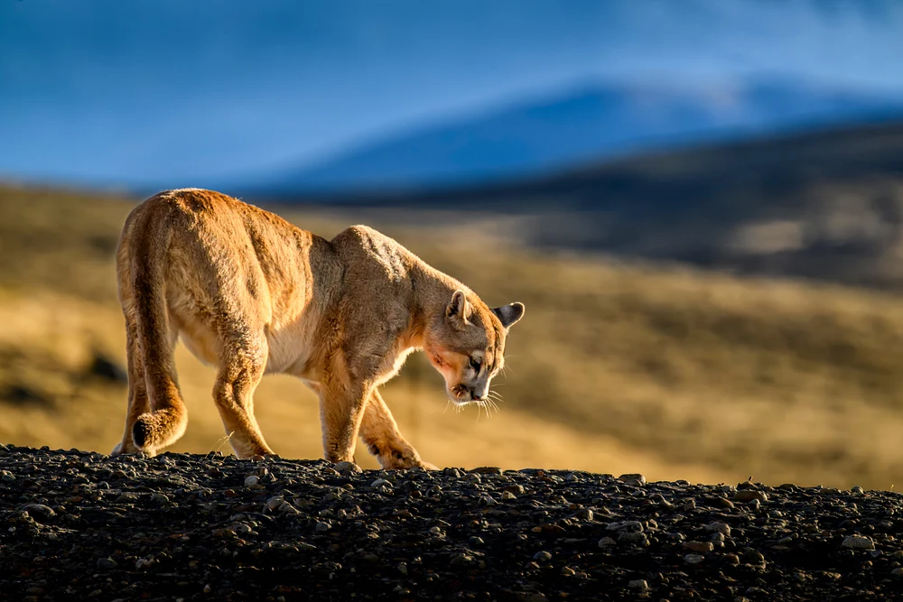 Graceful Puma Roaming Through Golden Terrain