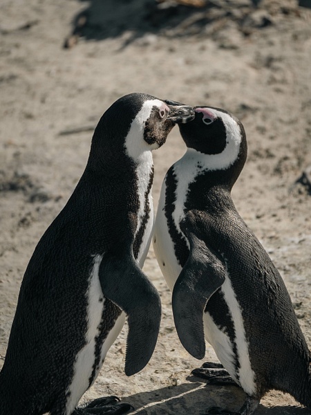Foreplay - A Glimpse of Africa - Jeff Marcowitz Photography
