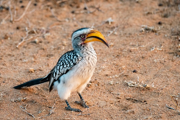Southern Yellow-billed Hornbill - A Glimpse of Africa - Jeff Marcowitz Photography