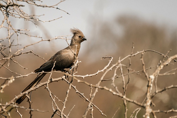 Gray Go-Away-Bird - A Glimpse of Africa - Jeff Marcowitz Photography