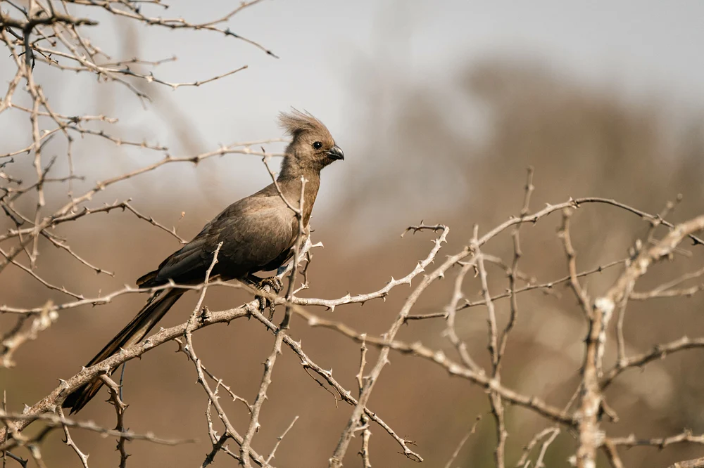 Gray Go-Away-Bird