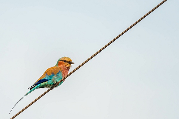 Lilac-Breasted Roller - A Glimpse of Africa - Jeff Marcowitz Photography