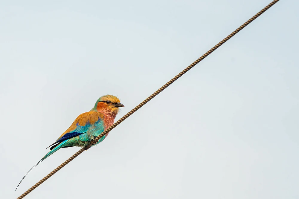 Lilac-Breasted Roller