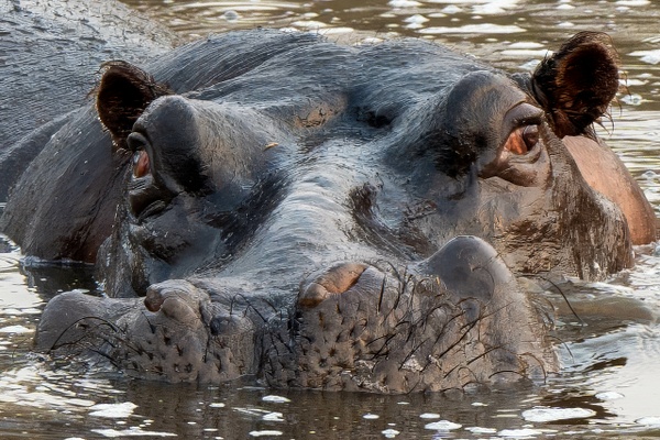 What A Face! - A Glimpse of Africa - Jeff Marcowitz Photography