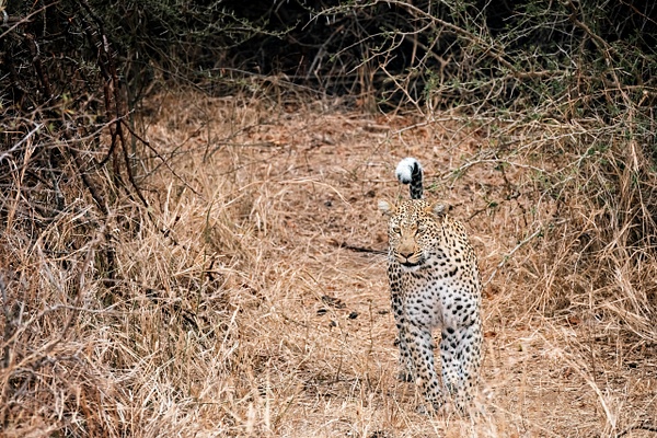 Eyes Of Intent - A Glimpse of Africa - Jeff Marcowitz Photography