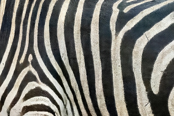 White On Black or Black on White? - A Glimpse of Africa - Jeff Marcowitz Photography