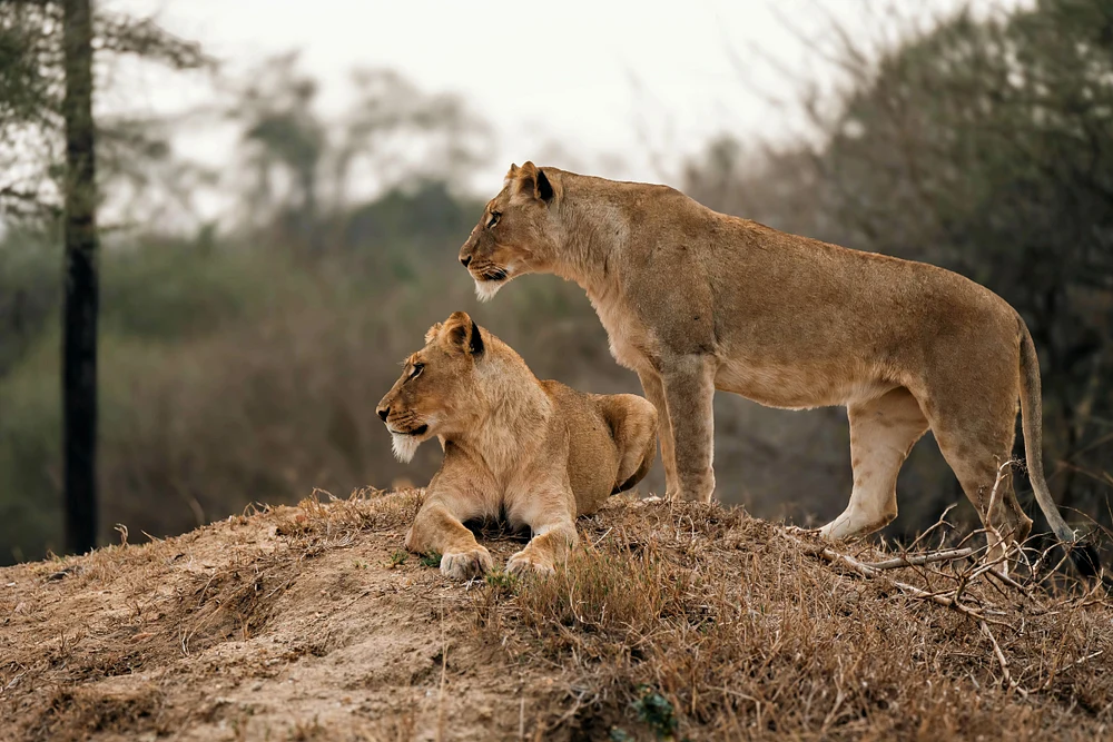 On Alert