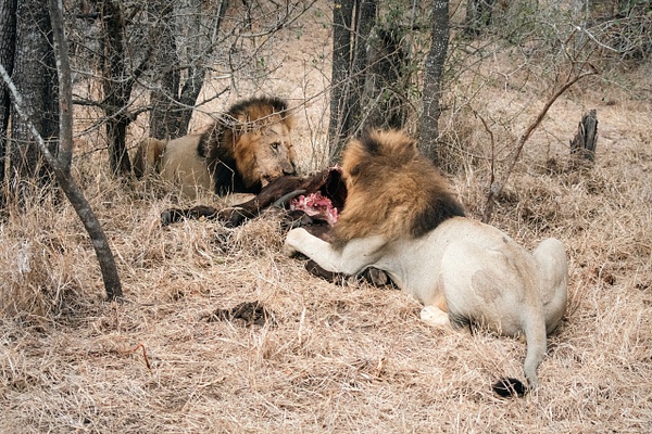 Aftermath - A Glimpse of Africa - Jeff Marcowitz Photography