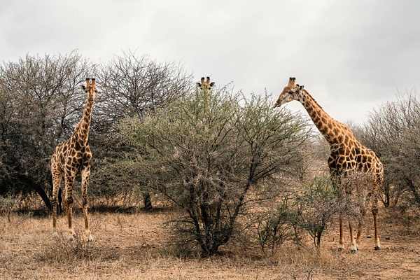 Pull Up A Chair - A Glimpse of Africa - Jeff Marcowitz Photography