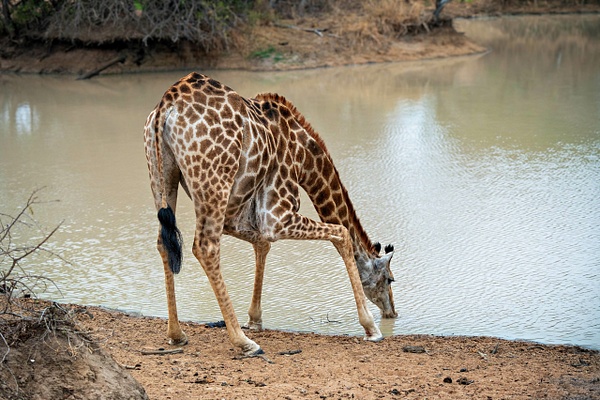 Have You Ever Wondered... - A Glimpse of Africa - Jeff Marcowitz Photography