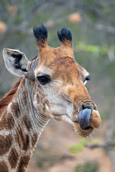 When You Have An Itch... - A Glimpse of Africa - Jeff Marcowitz Photography