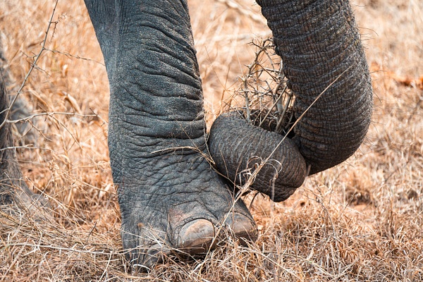 Leverage - A Glimpse of Africa - Jeff Marcowitz Photography