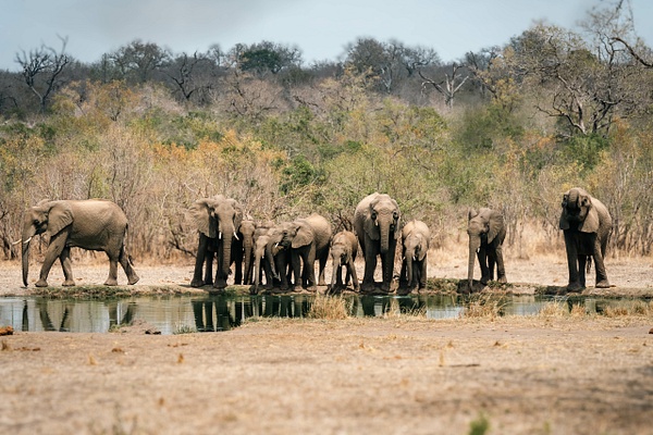 Elephant Happy Hour - A Glimpse of Africa - Jeff Marcowitz Photography